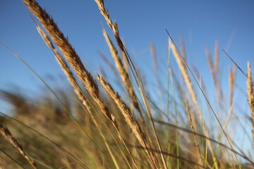 Obraz premium grass and sky