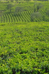 photo of a view of a large and green tea garden