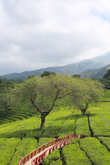 a large tea garden and a red bridge