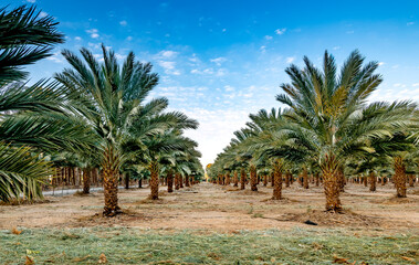 Plantations of date palms, advanced and sustainable modern agriculture industry in desert and arid...