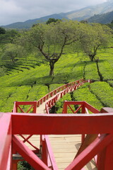 a large tea garden and a red bridge
