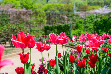 Many color tulips in the garden.