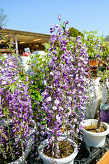 Wisteria floribunda flowers in the garden.