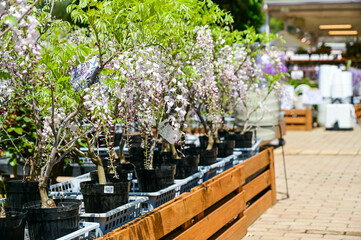 Wisteria floribunda flowers in the garden.
