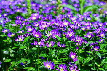 Obraz premium Symphyotrichum flowers in the garden.