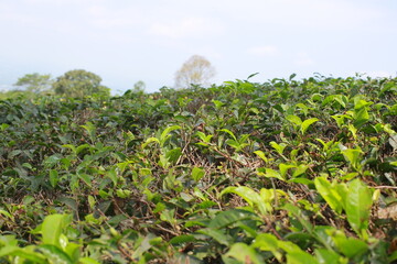 photo of a view of a large and green tea garden