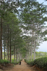 a straight road with trees beside it