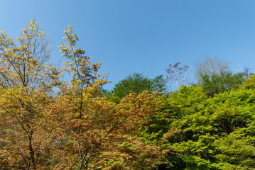 カラフルな新緑の緑が美しい公園の風景　滋賀県大津市びわこ文化公園