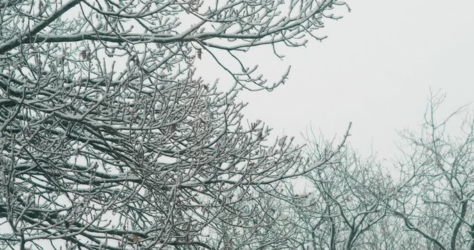 branches sous la neige