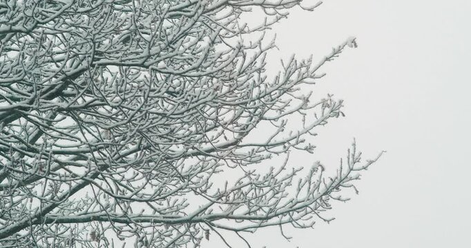 branches sous la neige