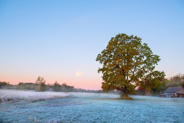fresh frosty morning, grass covered in hoarfrost and a mighty oak tree in the middle of a field...