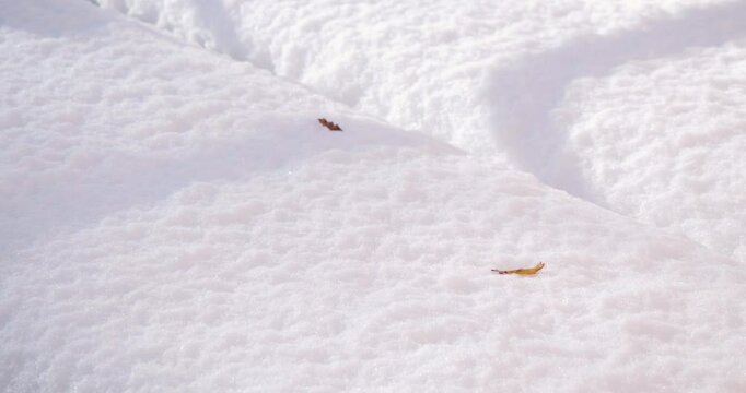 petites feuilles sur la neige