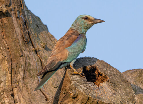 Ghiandaia marina (Coracias garrulus)