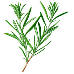 Obraz premium Rosemary