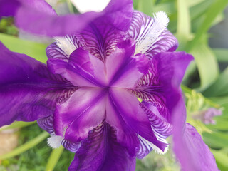 Iris
