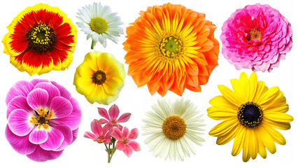 Set of flower Lily, orchid, ranunculus, sunflower, gerber head isolated on white background.AI GENERATED