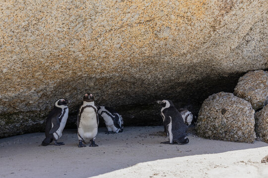 Group of African penguins are hiding from the sun in the shade of a large stone. South Africa, natural habitat of endangered animals. black-footed, Spectacled penguin.  - Powered by Adobe