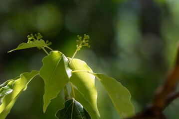 公園のソヨゴが木漏れ日に光って　滋賀県大津市びわこ文化公園