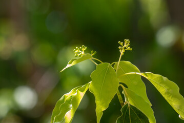 公園のソヨゴが木漏れ日に光って　滋賀県大津市びわこ文化公園
