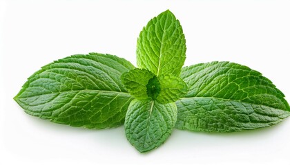 fresh green mint leaves isolated on white background
