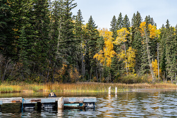 Naklejka premium A dock is floating in a lake with trees in the background