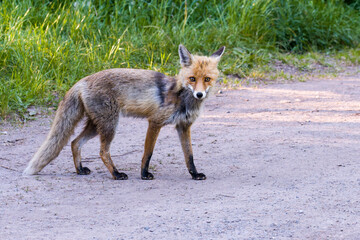 Fototapeta premium Rotfuchs überquert eine Straße 
