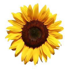 Fototapeta premium Sunflower flower head PNG isolated on white background.AI GENERATED