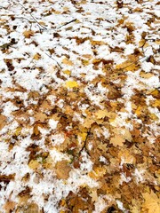 Vertical photo with a park path with fallen yellow maple leaves and covered with white first snow...