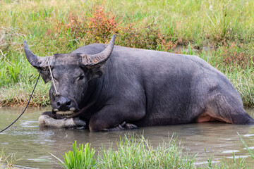 Obraz premium The male buffalo was lying in a mud puddle