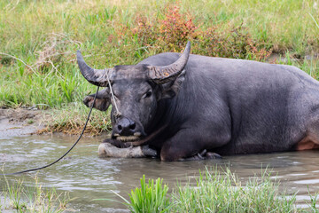 Obraz premium The male buffalo was lying in a mud puddle