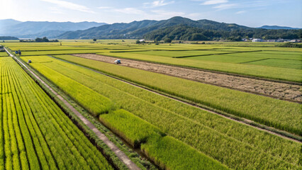 Lush green rice fields stretch across landscape, showcasing agriculture beauty