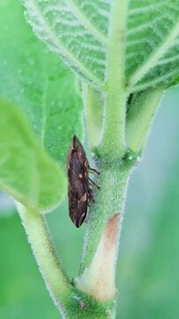 The superfamily Cercopoidea, some members of which are called froghoppers and still others known as spittlebugs, are a group of hemipteran insects in the suborder Auchenorrhyncha