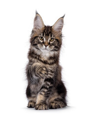Pretty Maine Coon cat kitten, sitting up facing front with aw lifted to say hi. Looking towards camera. Isolated on a white background.