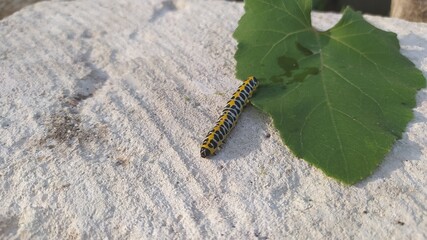 A Vibrant and Colorful Caterpillar is Resting Gently on a Green Leaf in its Natural Habitat