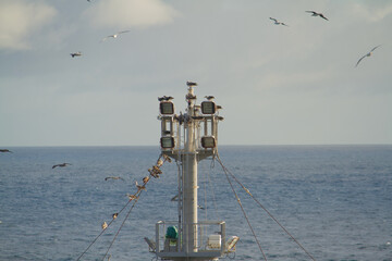 Foremast of a merchant Ship with full of seagulls
