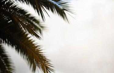 Palm tree leaves in soft focus against a cloudy sky, creating a minimalist and tropical atmosphere