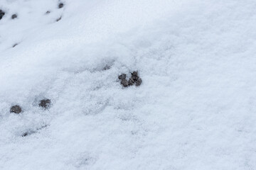 Snow on the ground after winter snow
