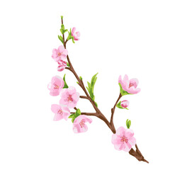 Flowers, cherry blossom branch Chinese cherry illustration 