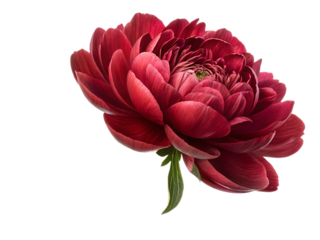 Dark red peony isolated on white background.AI GENERATED