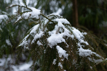 Snow on a tree branch in a cold winter snow scene