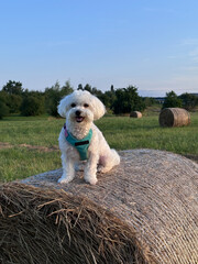 person dog with bales
