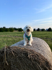 person dog with bales
