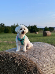 person dog with bales