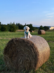 person dog with bales