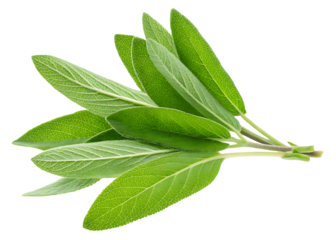 green sage herb leaves twig PNG ,isolated on white background.AI GENERATED