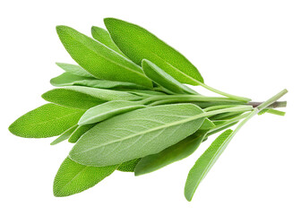 Obraz premium green sage herb leaves twig PNG ,isolated on white background.AI GENERATED