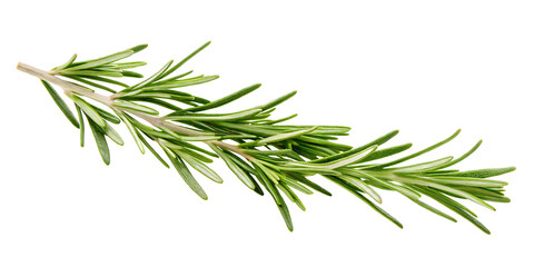 Fototapeta premium green twig of rosemary PNG, isolated on white background.AI GENERATED
