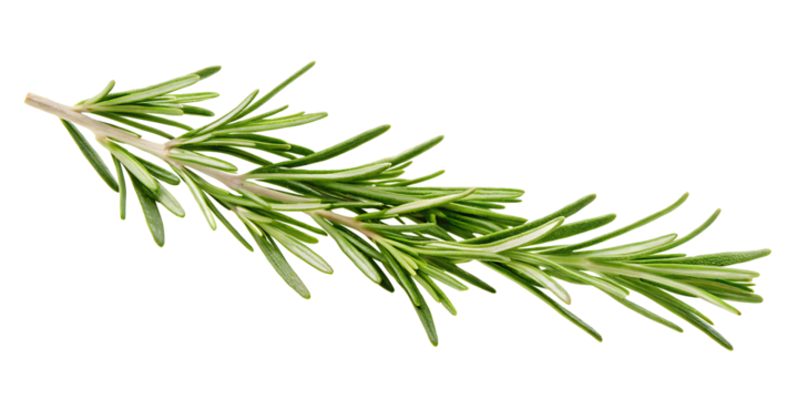 green twig of rosemary PNG, isolated on white background.AI GENERATED