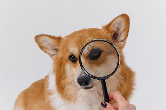 Corgi dog with a magnifying glass exploring and examining, curious expression on face