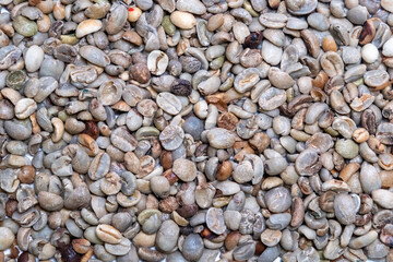 コーヒー生豆の欠点豆